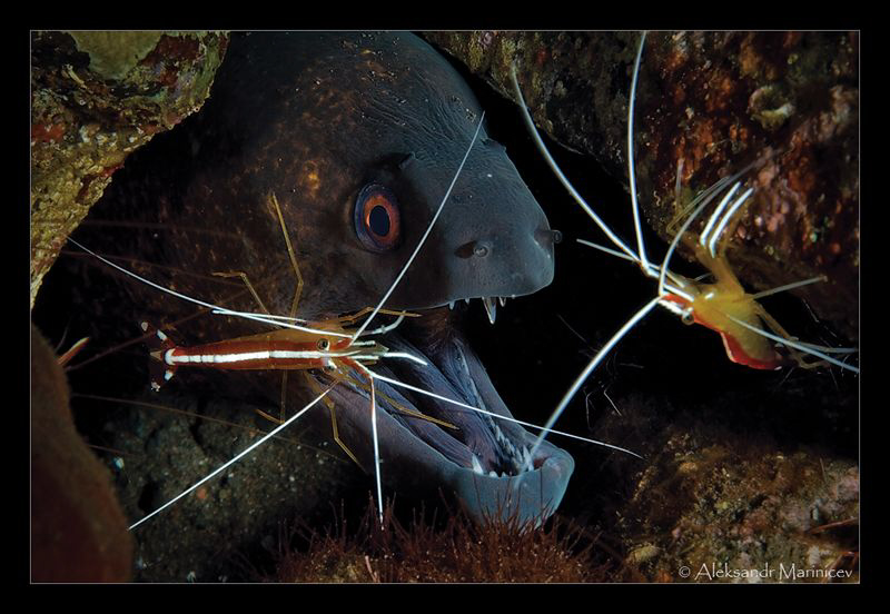 Giant moray and White banded shrimps by Aleksandr Marinicev 