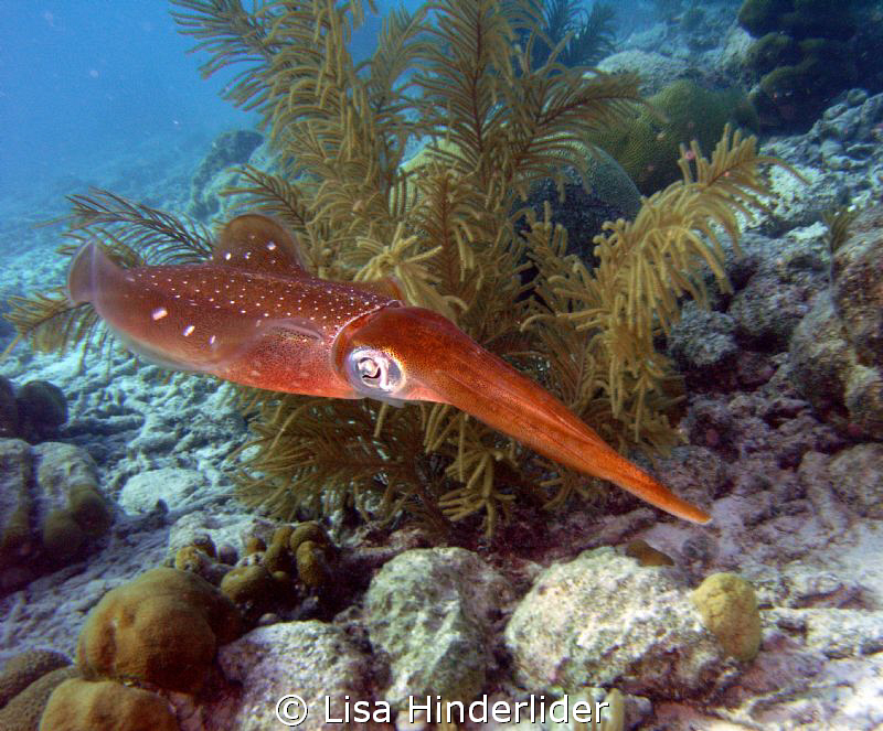 Squid looking pretty in his little garden! by Lisa Hinderlider 