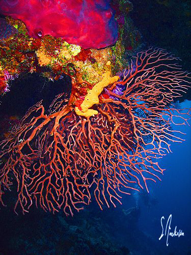 The walls of Cozumel offer color and large fans on most o... by Steven Anderson 