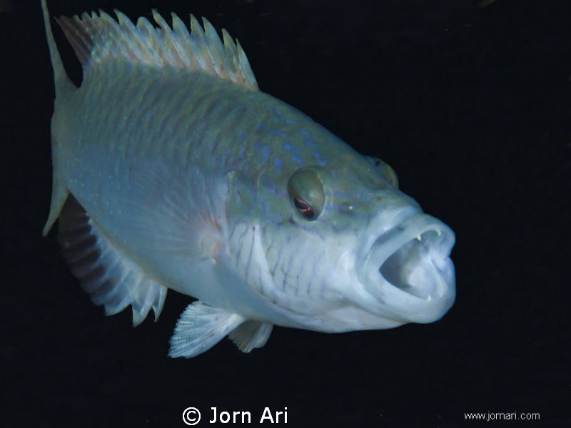 Fish in the black abyss.

More Photos: www.jornari.com by Jorn Ari 