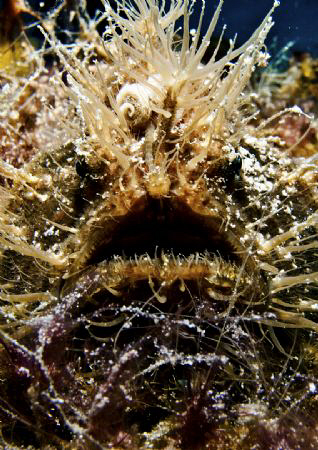 This cutie gave me a warm welcome in my first dive in Bohol. by Bernard Maglana 