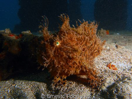 frog fish by Ernesto Rodriguez 