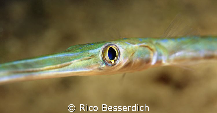 Cornet Fish by Rico Besserdich 