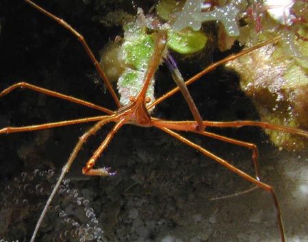 Arrowhead Crab - Cozumel by Dale Treadway 