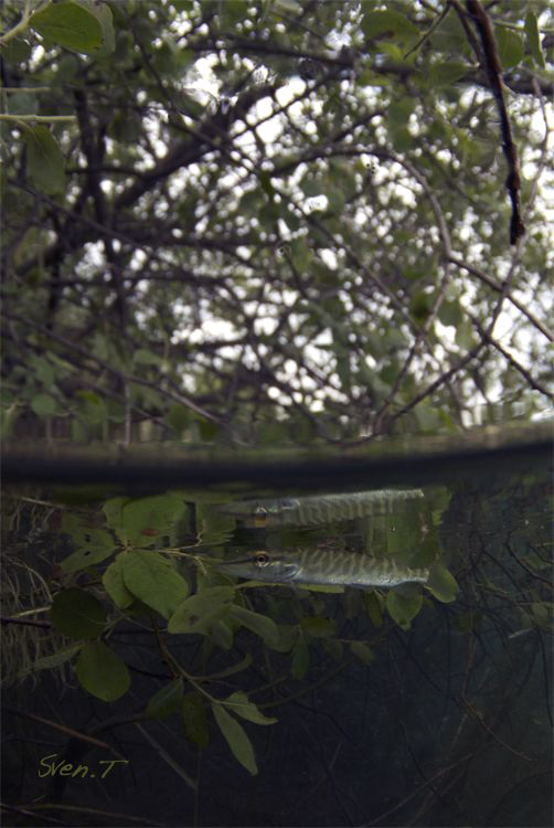 Pike trees... by Sven Tramaux 