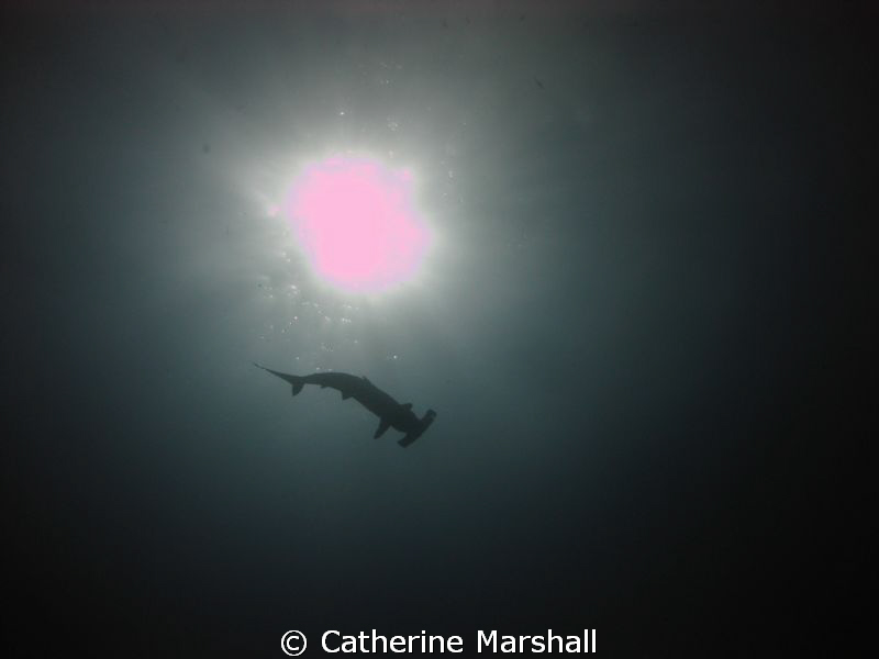 Hammerhead silhouette. by Catherine Marshall 