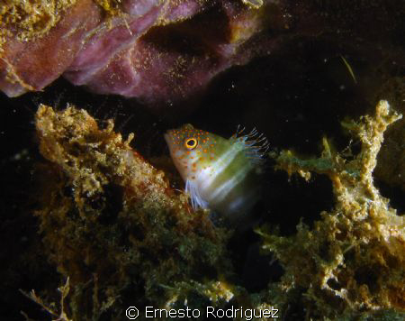 canon g9 inon strobes by Ernesto Rodriguez 