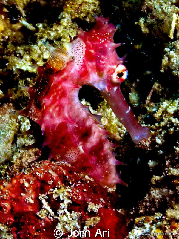 Seahorse  (Hippocampus)

More Photos: www.jornari.com by Jorn Ari 
