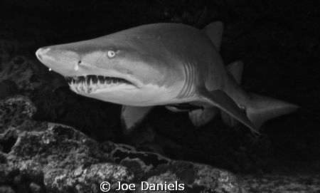 Matilda, the resident Grey Nurse in Coral Bay by Joe Daniels 