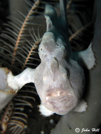 Very small Frogfish (1 inch) wedging itself in a tube spo... by John Hill 