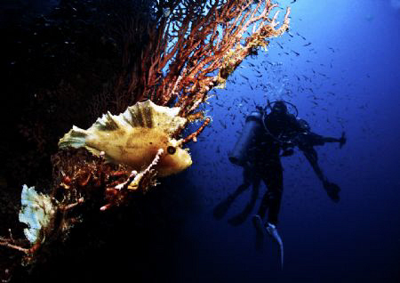 My 3 buddies missed this highlight of our dive, busy with... by Bernard Maglana 