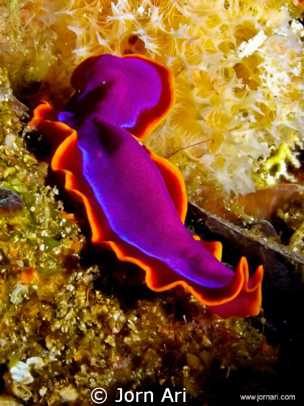Cute nudie. (flatworm)

More Photos: www.jornari.com by Jorn Ari 