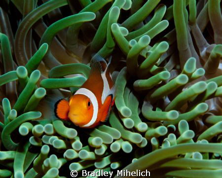 I made a whole group of japanese divers wait so I could g... by Bradley Mihelich 