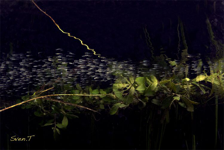 By the surface.. by Sven Tramaux 