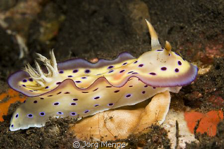 Chromodoris by Jörg Menge 
