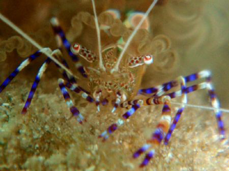 Super macro in apnea... by Durand Gerald 