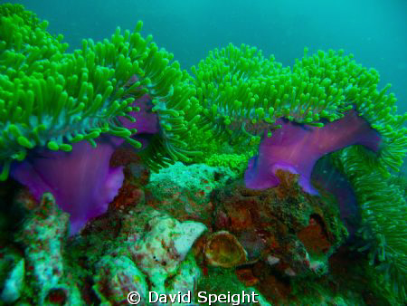 The 'Magnificent' Anemone.  Anemone Reef, Thailand (South... by David Speight 