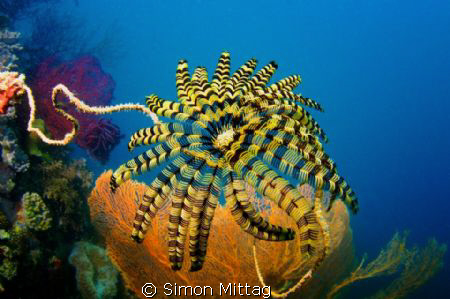 Crinoid, Palm Island, Townsville, Queensland, Australia by Simon Mittag 