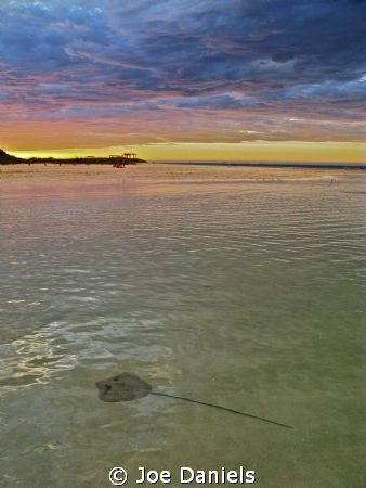 Sting Ray Sun Set by Joe Daniels 