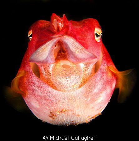 Tiny little cuttlefish showing off its siphon - Julian Ro... by Michael Gallagher 
