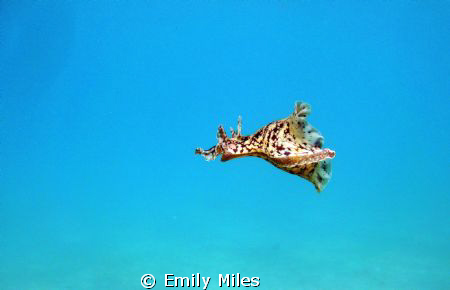 This small sea hare was interupted whilst grazing on sea ... by Emily Miles 
