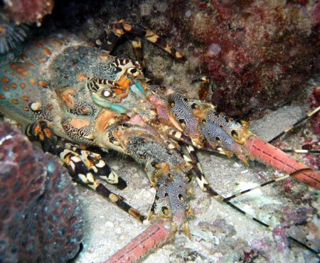 Painted Rock Lobster, Ningaloo Reef by Penny Murphy 