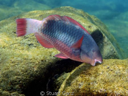 A Parot fish "Uhu" sampling the algee in Sharks Cove. Yum... by Stuart Ganz 