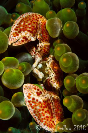Porcelin Crab.  Canon 7D, 100mm macro, Aquatica and Inon. by Ryan Pedlow 