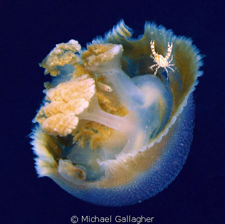 The Hitchhiker...taken at Julian Rocks, Byron Bay, Austra... by Michael Gallagher 
