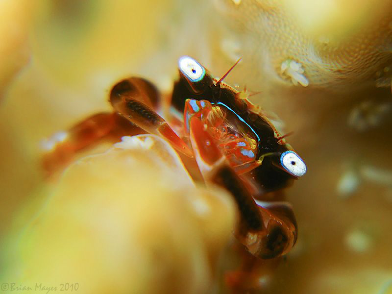 Acropora Crab (Tetralia cinctipes) by Brian Mayes 