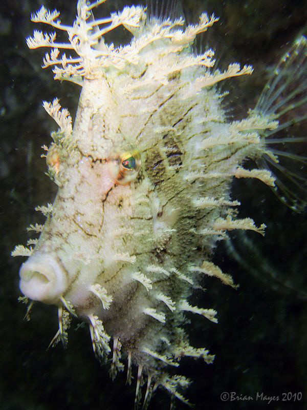 Leafy Filefish (Chaetodermis penicilligera) by Brian Mayes 