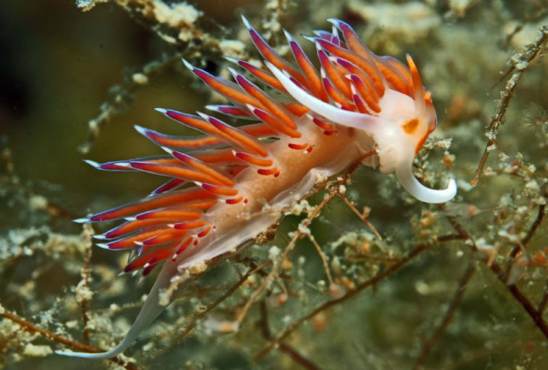 nudi @ Mali Babuljasi by Andy Kutsch 