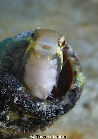 found in Lembeh; D200 by Thomas Lueken 