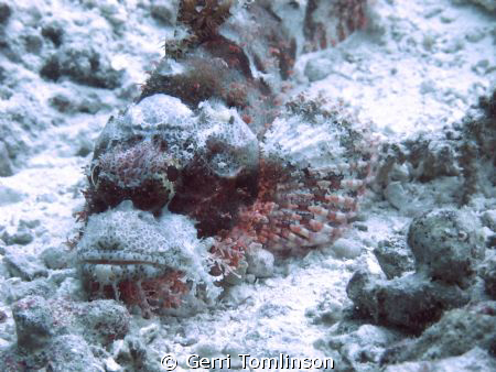 Stonefish taken with Canon G11 on recent hols to the Mald... by Gerri Tomlinson 