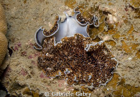 Flat worms Acanthozoon sp. Mating You can see the reprodu... by Gabriele Gabry 