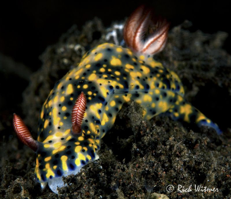 Hypselodoris kanga.  D300/105mm. by Richard Witmer 