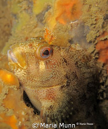 Tompot Blenny from Swanage Pier, UK.  Finally getting tim... by Maria Munn 