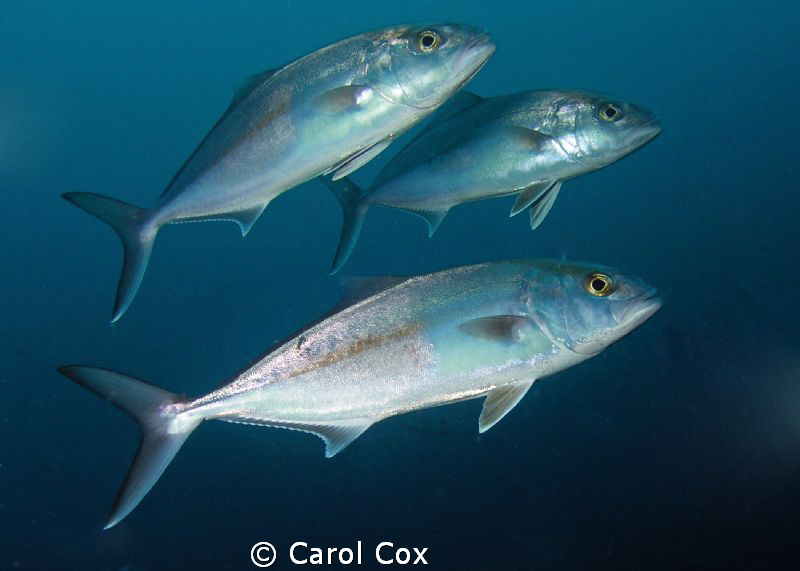 Amberjacks by Carol Cox 