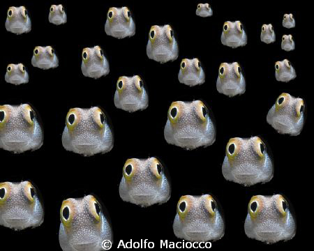 SCHOOLING BLENNIES!! :-)
 by Adolfo Maciocco 