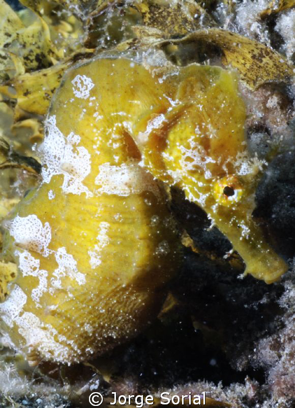 Short-snouted seahorse (Hippocampus hippocampus) shot in ... by Jorge Sorial 