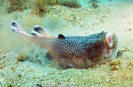 Stargazer burying itself-Blue Heron Bridge, Riviera Beach... by Joel Sarver 