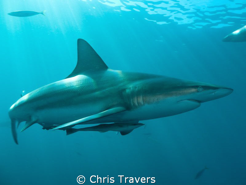 "Blacktip in The Sun 2" by Chris Travers 