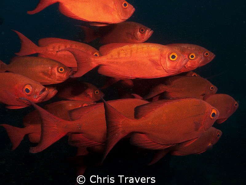 One can get really close to these guys! by Chris Travers 