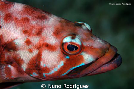 Black comber, Serranus atricauda. Photo taken during a sc... by Nuno Rodrigues 