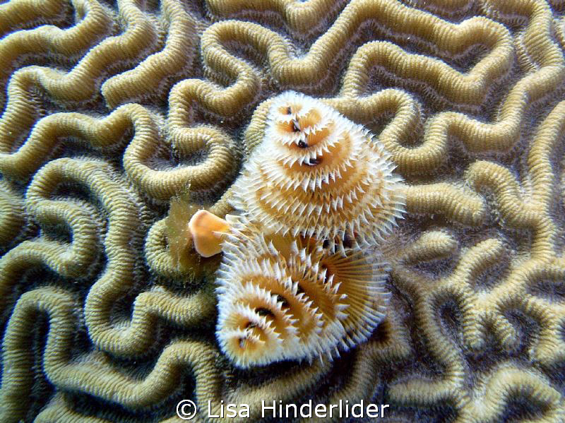 Textures & Lines by Lisa Hinderlider 
