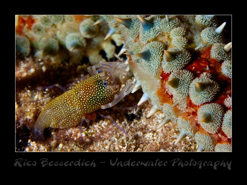 Diamond Shrimp having a small snack at night by Rico Besserdich 