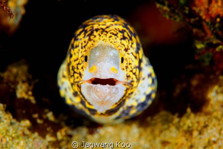 Moray eel by Jagwang Koo 