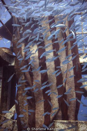 Draped in the Flag/ Beautiful silversides school around t... by Sharlene Kenyon 