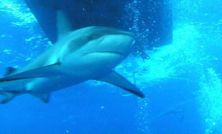 Carribeen Reef Shark - Nassau - Boat Guard by Dale Treadway 