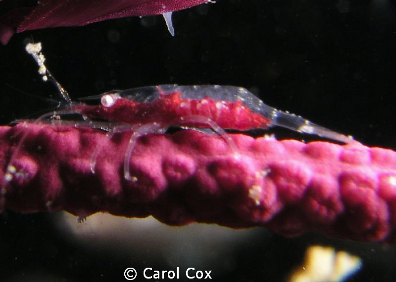 This tiny shrimp is only about 1/2 cm long.  I found it w... by Carol Cox 